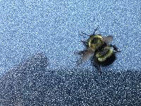 Bombus rufocinctus image