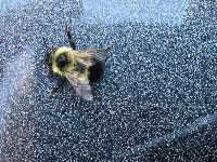 Bombus rufocinctus image