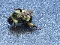Bombus sandersoni image