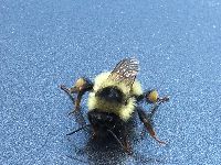 Bombus sandersoni image