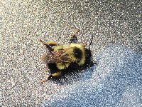 Bombus sandersoni image