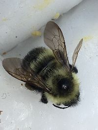 Bombus rufocinctus image