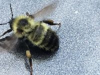 Bombus rufocinctus image