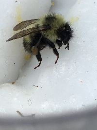 Bombus rufocinctus image