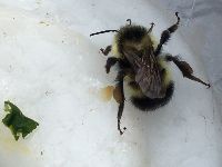 Bombus rufocinctus image