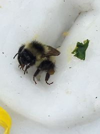 Bombus rufocinctus image