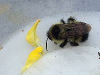 Bombus rufocinctus image