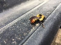Bombus rufocinctus image