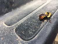 Bombus rufocinctus image