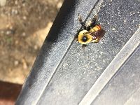Bombus rufocinctus image