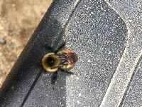 Bombus rufocinctus image