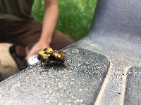 Bombus rufocinctus image