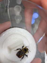 Bombus rufocinctus image