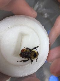Bombus rufocinctus image