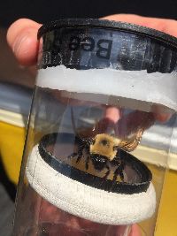 Bombus citrinus image