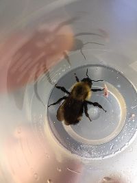 Bombus citrinus image