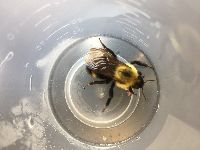 Bombus citrinus image