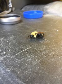 Bombus citrinus image