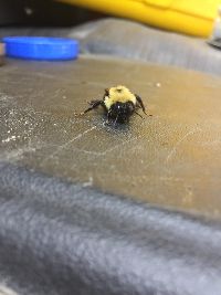 Bombus citrinus image