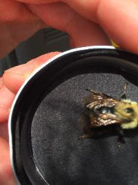 Bombus citrinus image