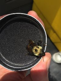 Bombus citrinus image