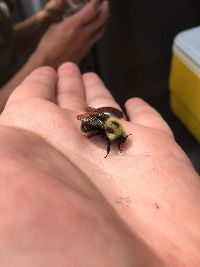 Bombus citrinus image