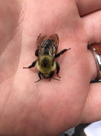 Bombus citrinus image