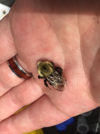 Bombus citrinus image