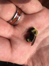 Bombus citrinus image