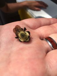 Bombus citrinus image