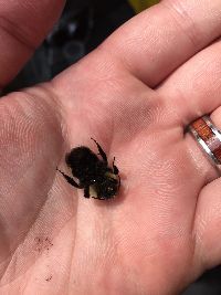 Bombus citrinus image