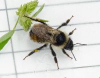 Bombus rufocinctus image