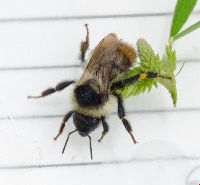 Bombus rufocinctus image