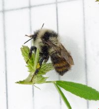 Bombus rufocinctus image