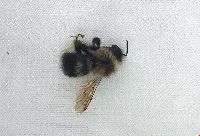 Bombus rufocinctus image