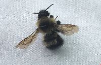Bombus rufocinctus image