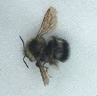 Bombus rufocinctus image