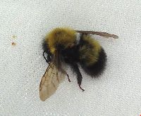 Bombus perplexus image