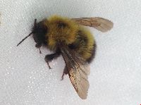 Bombus perplexus image
