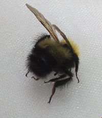 Bombus perplexus image