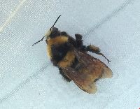 Bombus borealis image