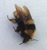 Bombus borealis image