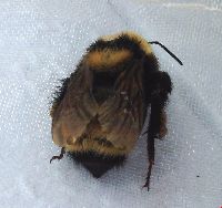 Bombus borealis image