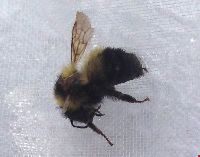 Bombus sandersoni image