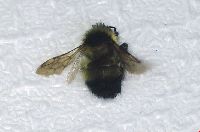 Bombus sandersoni image