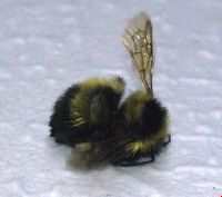 Bombus sandersoni image