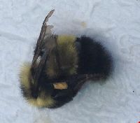 Bombus sandersoni image