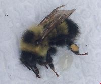 Bombus sandersoni image