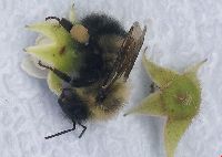Bombus sandersoni image