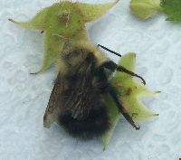 Bombus sandersoni image